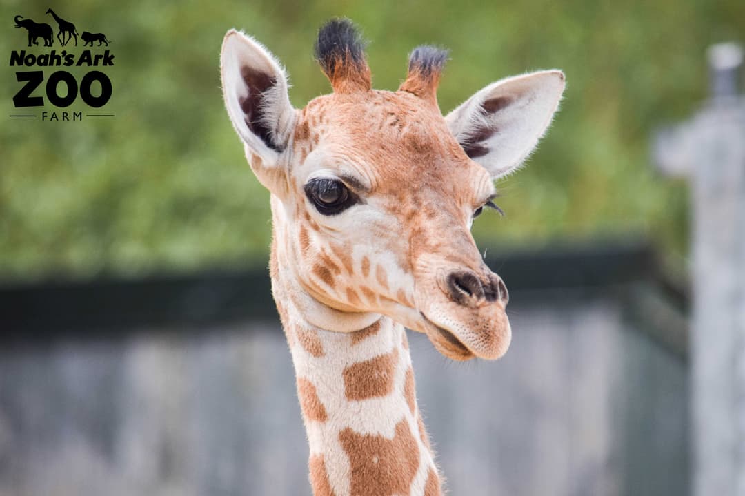 Noah's Ark Zoo Farm - image 2