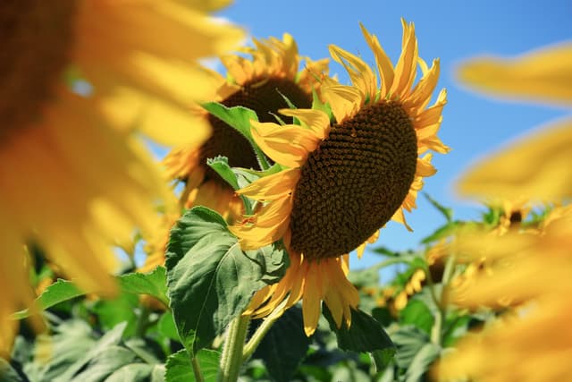 Sunflower Sessions at Cotswold Farm Park