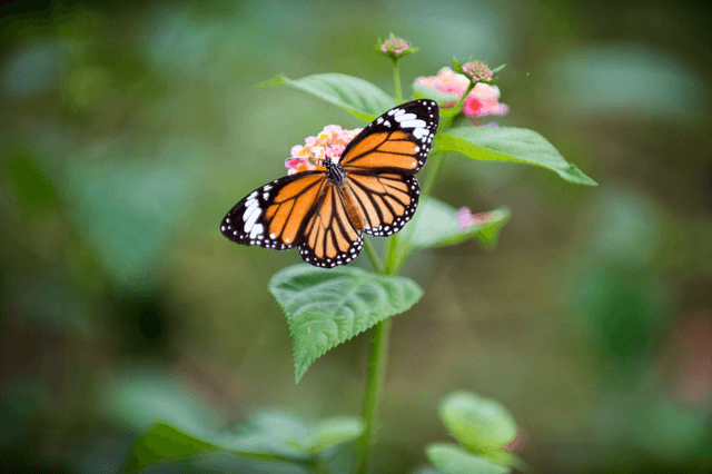 Butterfly Conservation Area, Cleeve Hill
