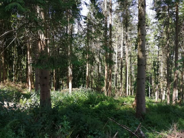 Lineover Wood