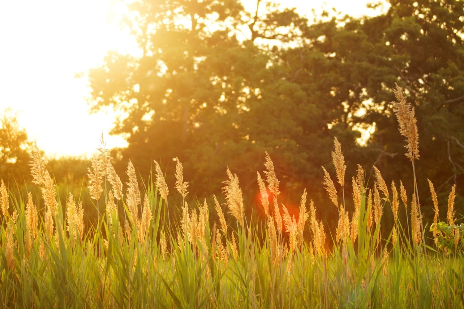 Summer Holiday Highlights: Summer Holiday Fun in Cheltenham