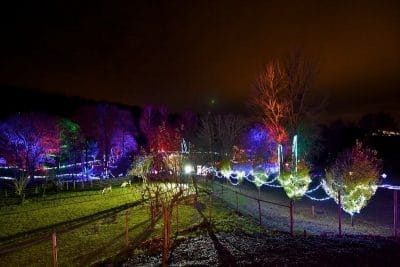 Winter Wonderland at Prinknash Bird and Deer Park