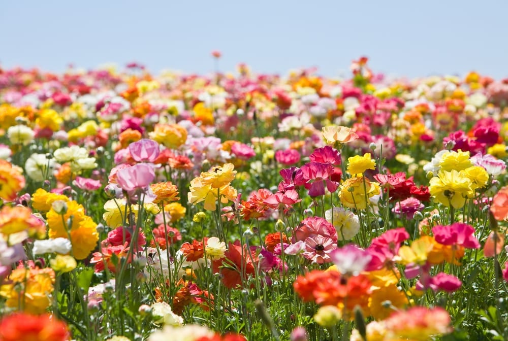Flower Fields Around Cheltenham