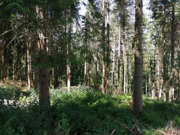 Lineover Wood
