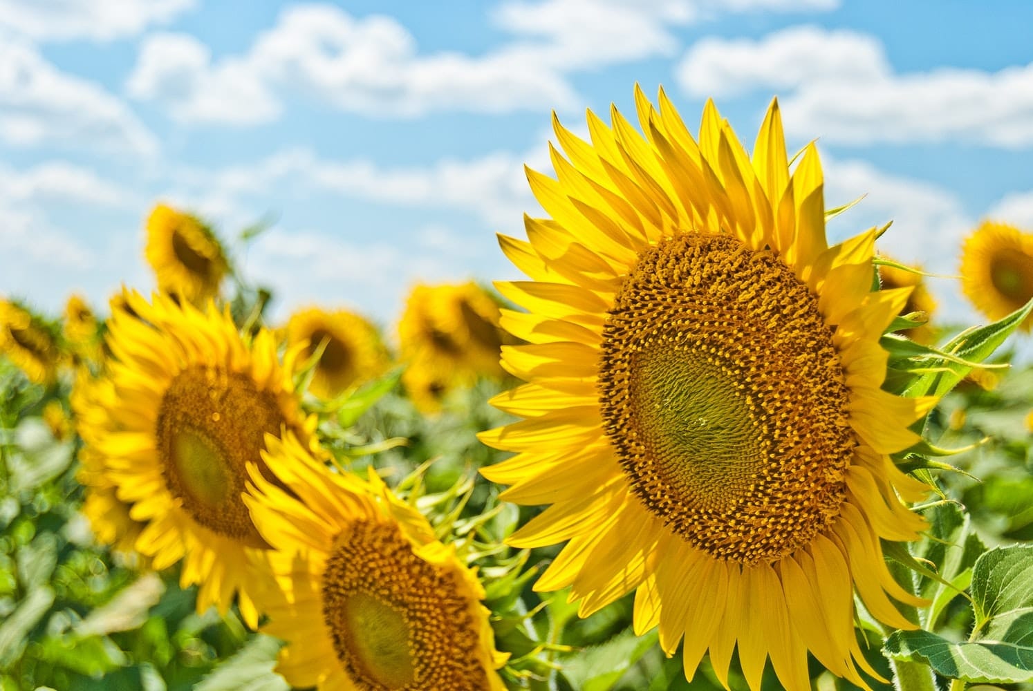 Summer Holiday Highlights: Summer Holiday Fun in Cheltenham