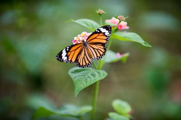 Butterfly Conservation Area, Cleeve Hill