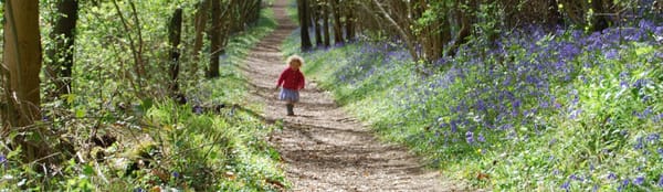 Siccaridge Wood