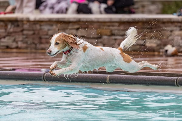 Dee & Griffin Dog Swim