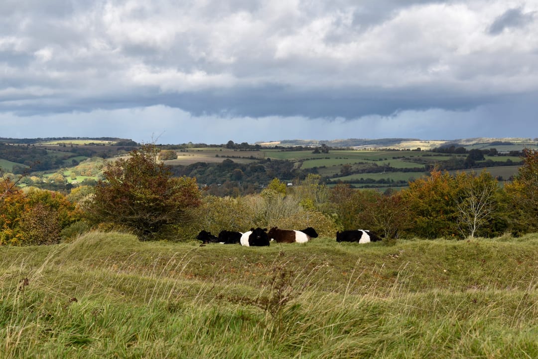 Kilkenny Nature Reserve - image 1