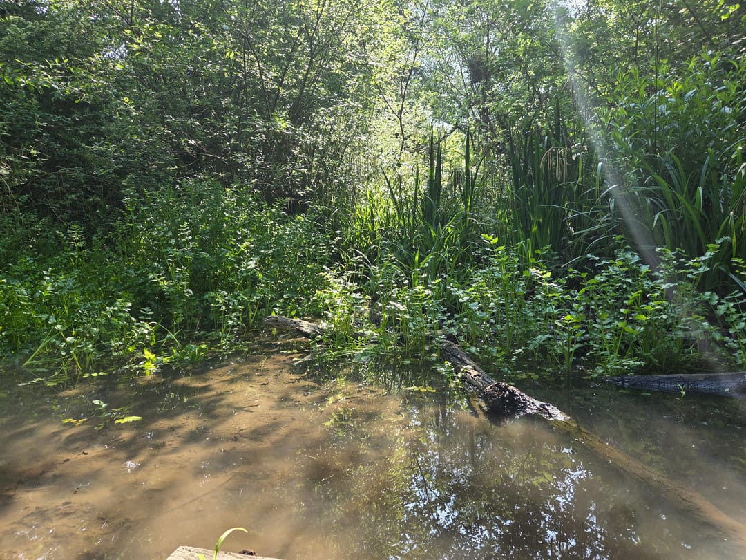 Pilley Bridge Nature Reserve - image 2