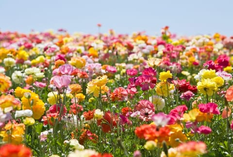 Flower Fields Around Cheltenham