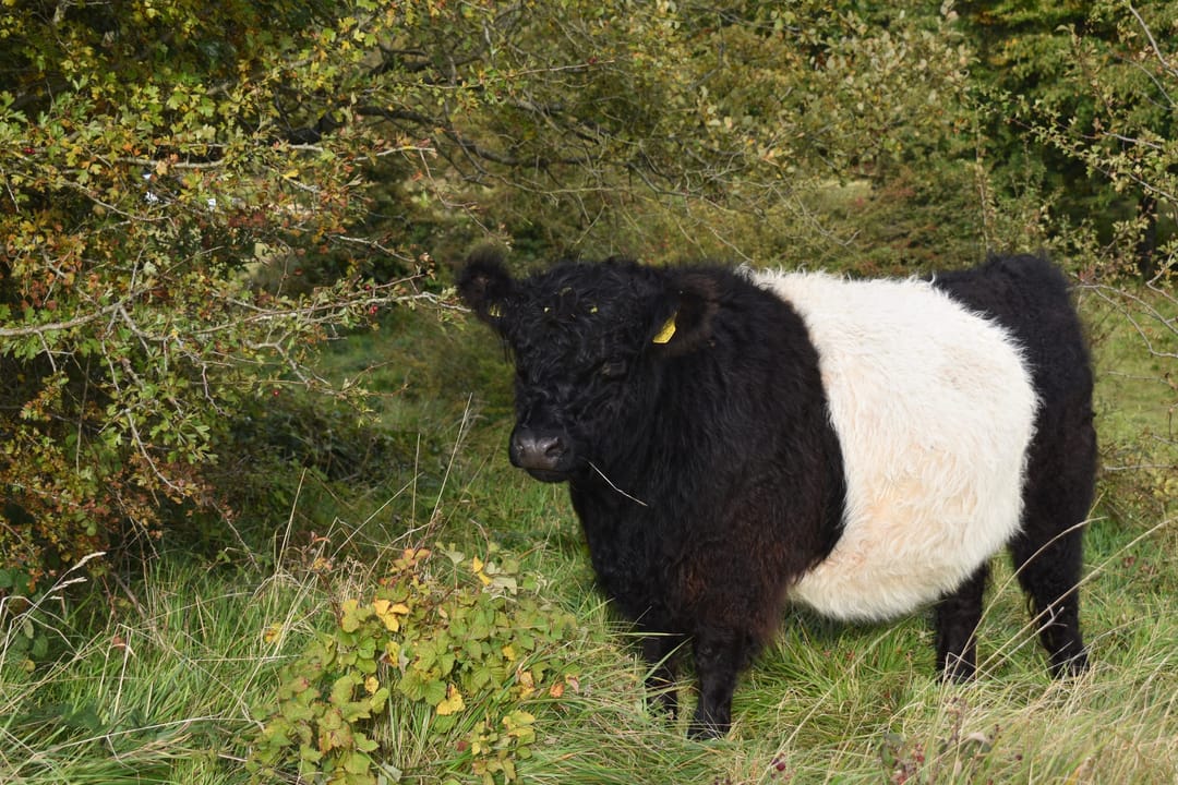 Kilkenny Nature Reserve - image 2