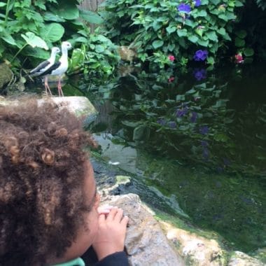 Dusty's Wildlife Rangers: Slimbridge Review