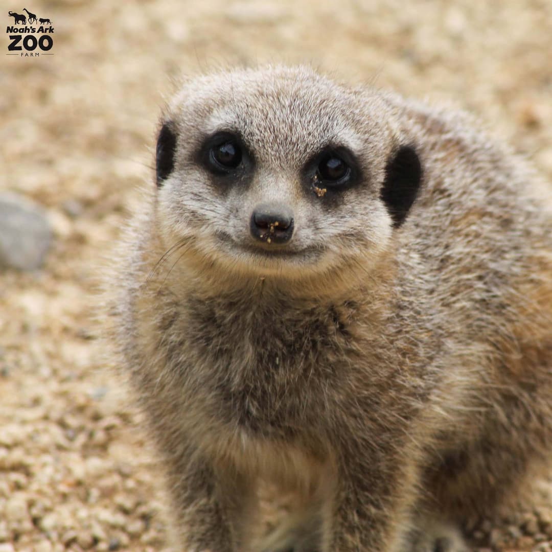 Noah's Ark Zoo Farm - image 2