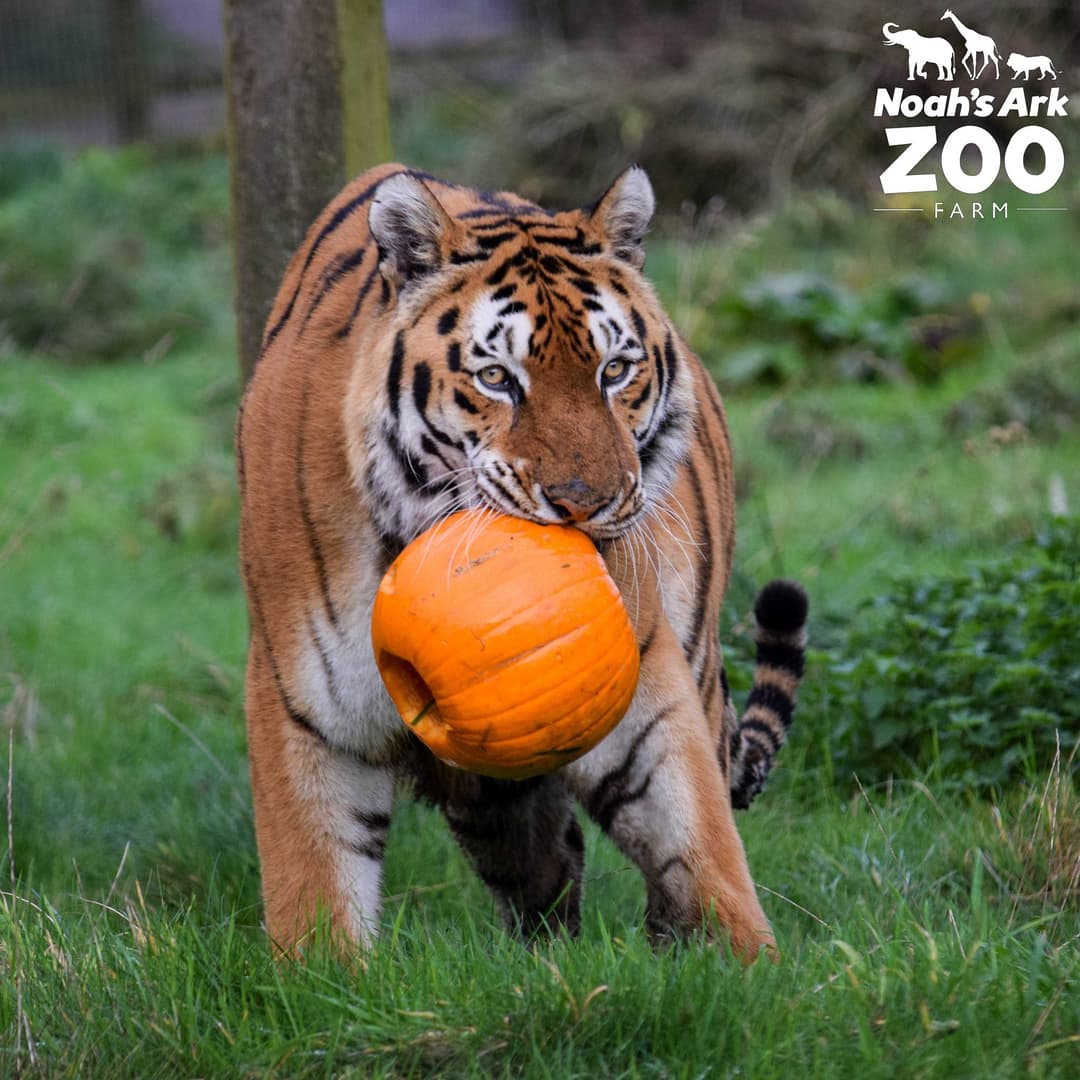 Noah's Ark Zoo Farm - image 1