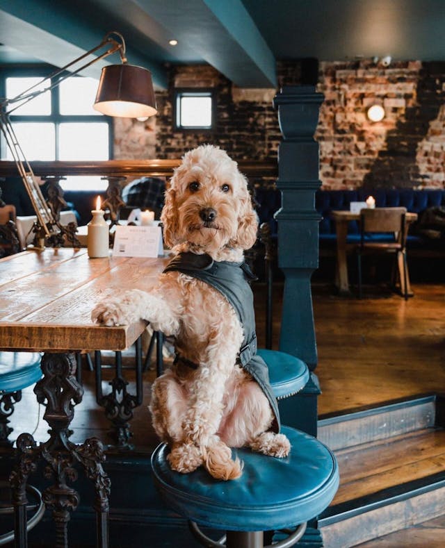 Dog-friendly cafes and restaurants in Cheltenham