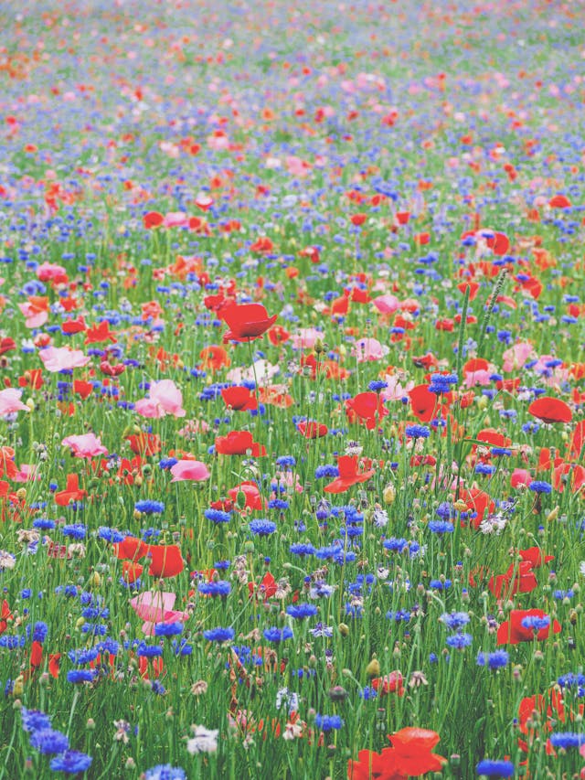 Flower Fields Around Cheltenham