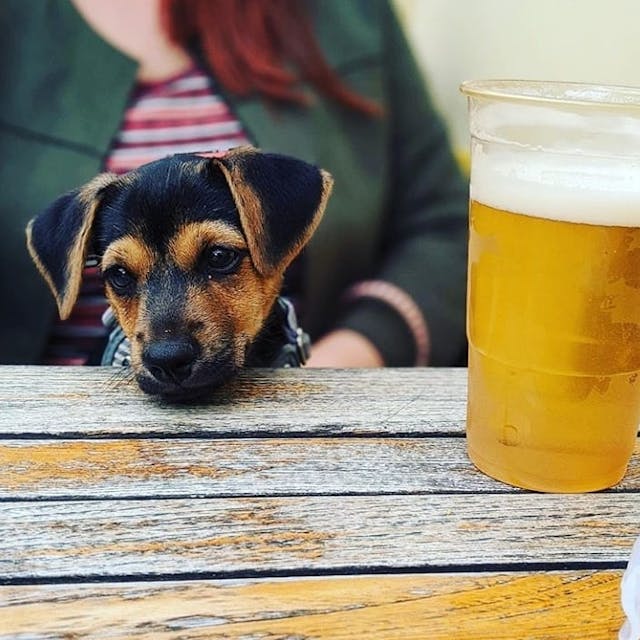 Dog Friendly Pubs in Cheltenham