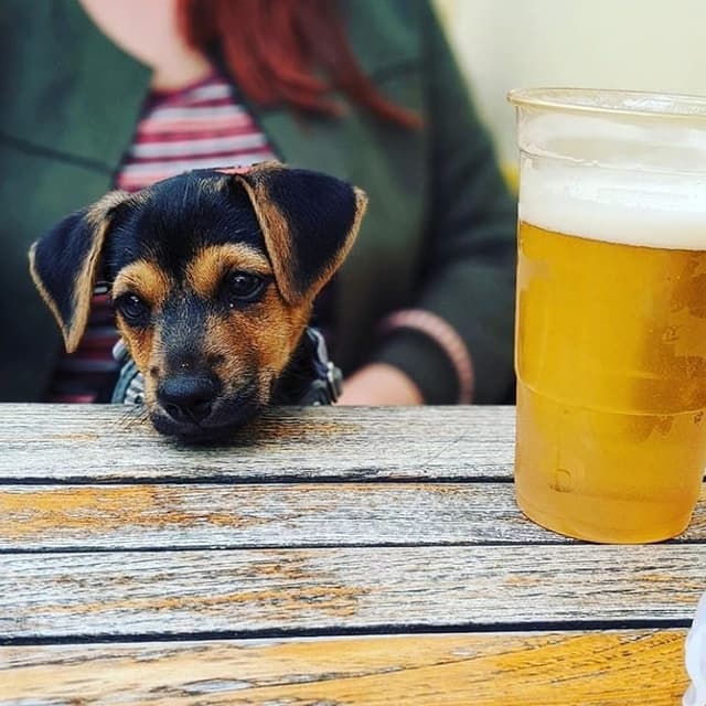 Dog Friendly Pubs in Cheltenham