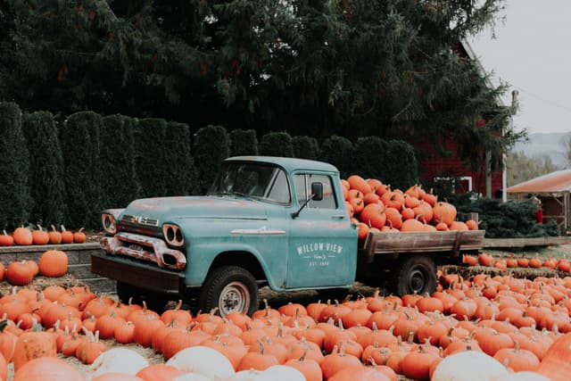 Pumpkin Picking in Gloucestershire 2025