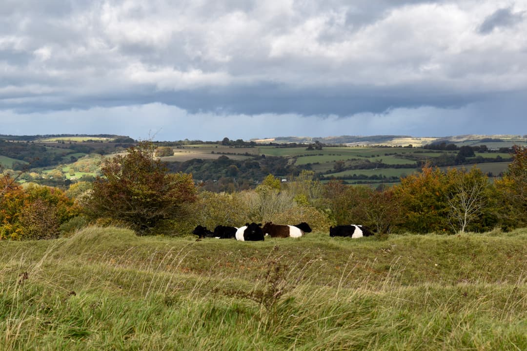 Kilkenny Nature Reserve - image 1