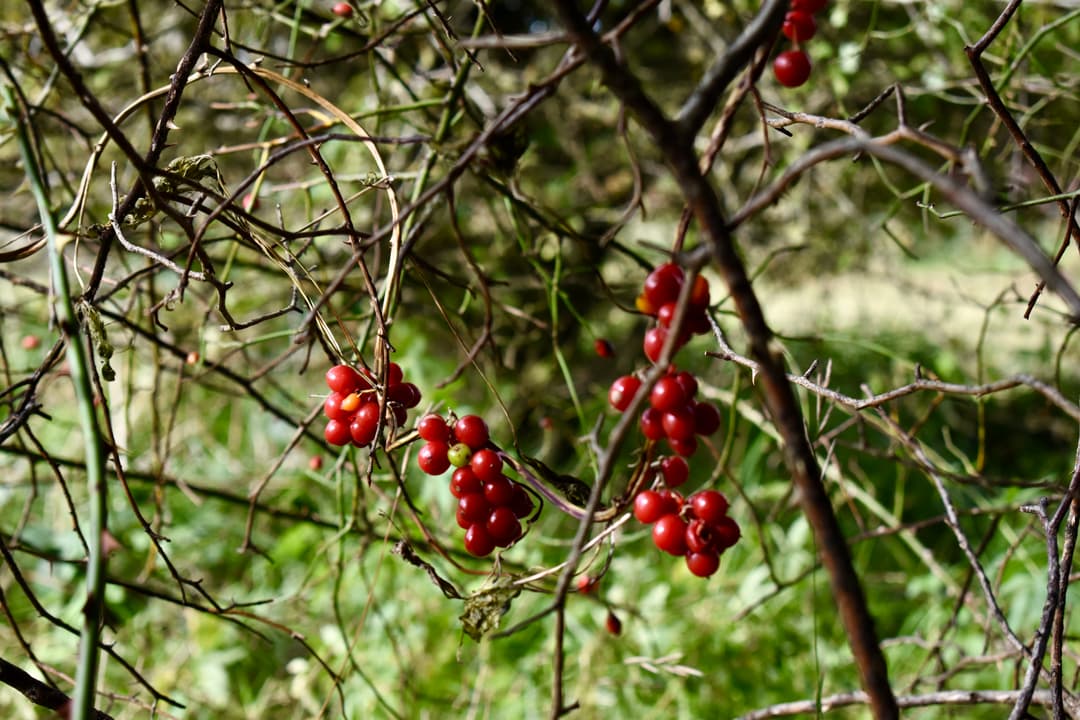 Kilkenny Nature Reserve - image 1