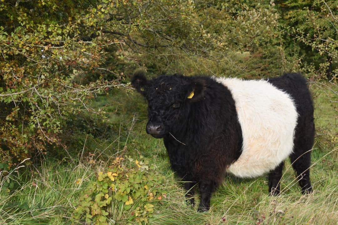 Kilkenny Nature Reserve - image 2