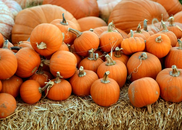Pop-Up Pumpkin Patch